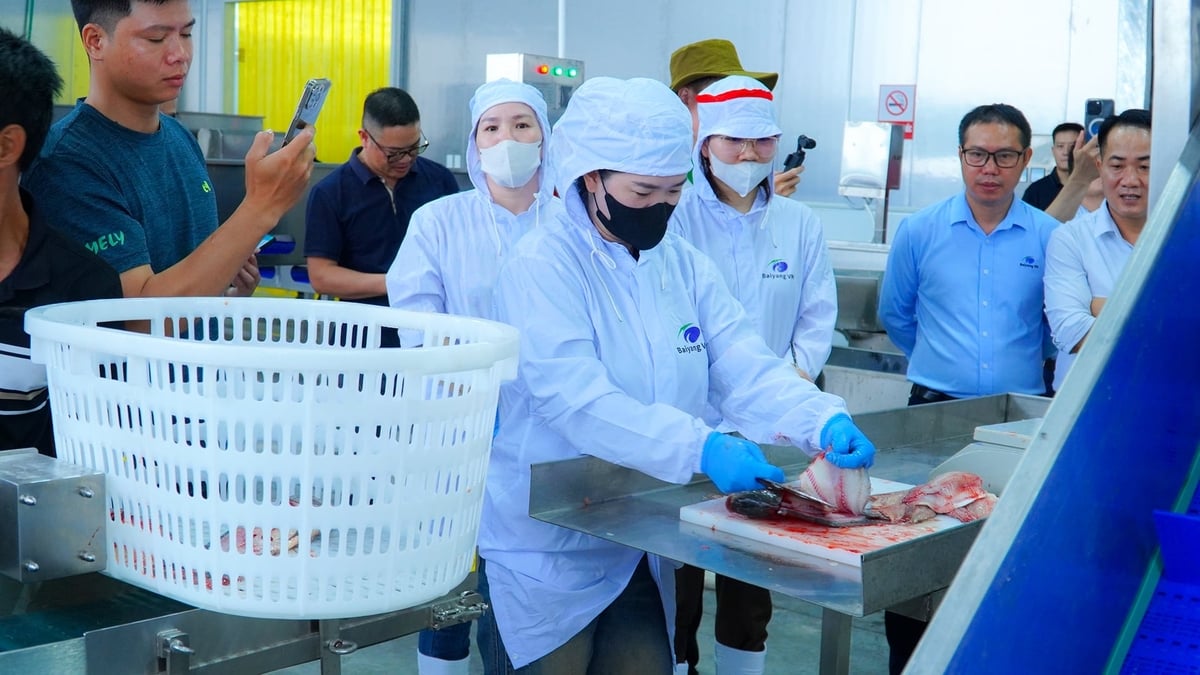 Việc đưa dây chuyền chế biến vào vận hành được kỳ vọng sẽ góp phần đưa cá rô phi trở thành ngành hàng xuất khẩu chủ lực của thủy sản Việt Nam. Ảnh: HT.