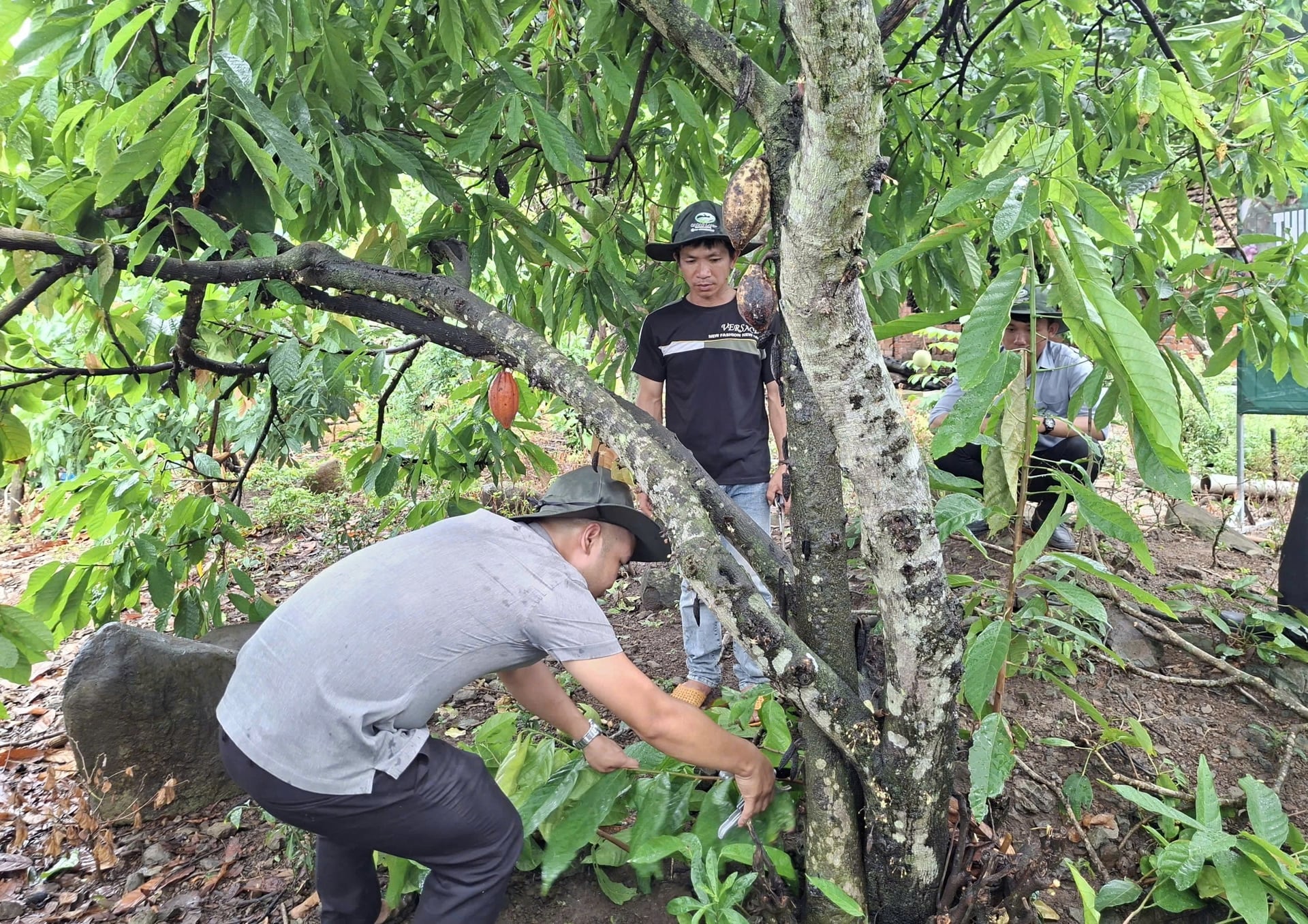 Nội dung giảm phát thải khí nhà kính trong sản xuất ca cao được đưa thành chuyên đề trọng tâm trong hoạt động tập huấn. Ảnh: ĐT. Nội dung giảm phát thải khí nhà kính trong sản xuất ca cao được đưa thành chuyên đề trọng tâm trong hoạt động tập huấn. Ảnh: ĐT.