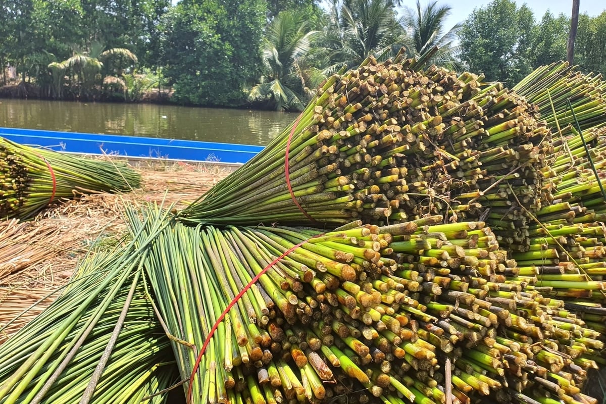 Cỏ năn tượng sinh trưởng mạnh trong hệ sinh thái mặn - lợ, đang trở thành nguồn nguyên liệu có giá trị của ngành thủ công mỹ nghệ. Ảnh: Kim Anh.