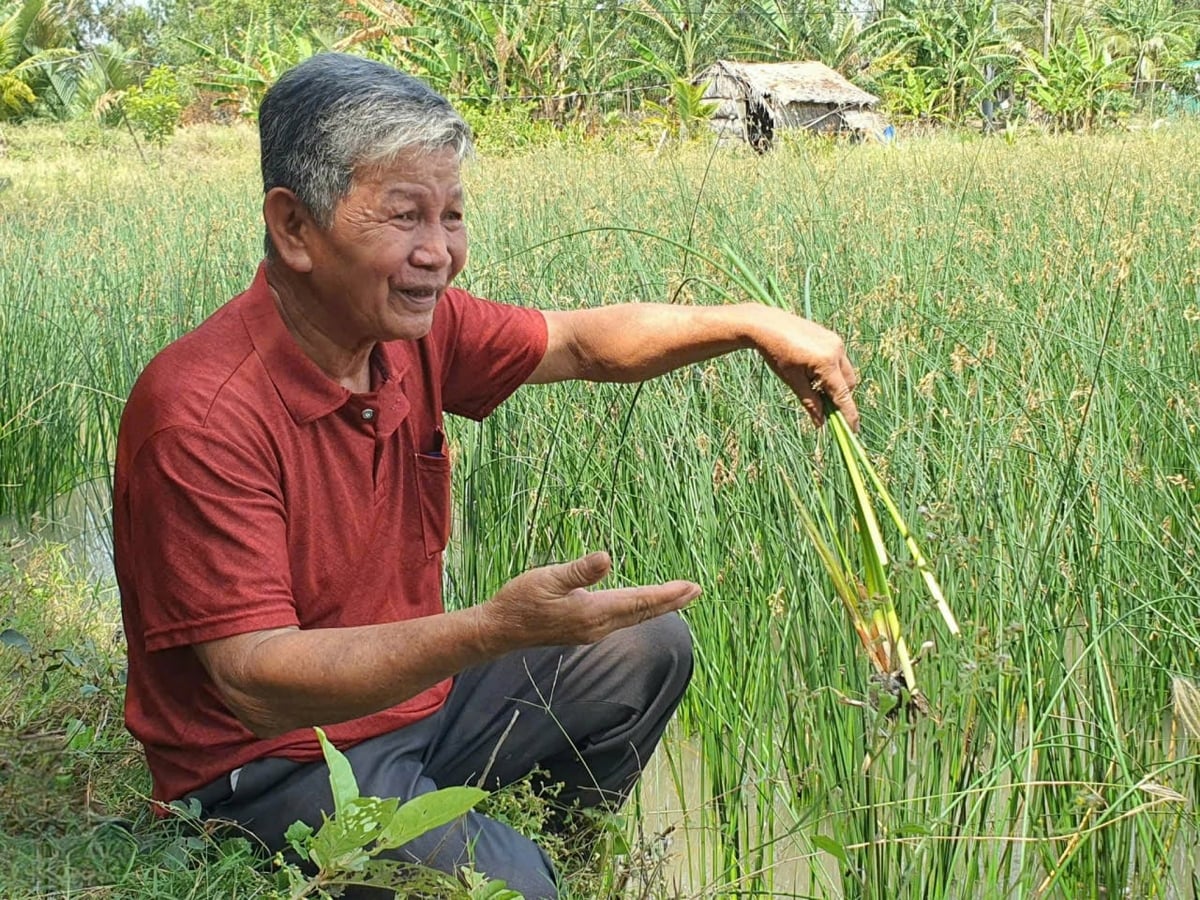 Trước đây cỏ năn tượng thường bị phá bỏ để tạo độ thông thoáng cho mặt ao thì nay người dân vùng ĐBSCL đã tính đến chuyện trồng cỏ năn tượng. Ảnh: Kim Anh.