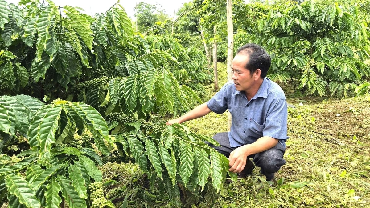 Một vườn cà phê đạt chuẩn nhờ tham gia chuỗi liên kết sản xuất cà phê bền vững. Ảnh: Đăng Lâm. 