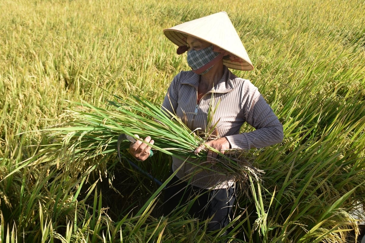 HTX Nông nghiệp Mỹ Hòa gặt thống kê lúa TBR85. Ảnh: V.Đ.T.