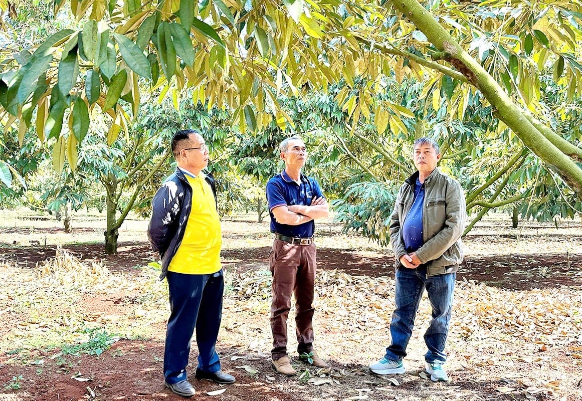 Vườn sầu riêng 7ha của gia đình ông Nguyễn Trọng Dũng (thôn Vinh Hà, xã Chư Sê) trước áp lực sâu bệnh trong mùa mưa. Ảnh: Tuấn Anh.