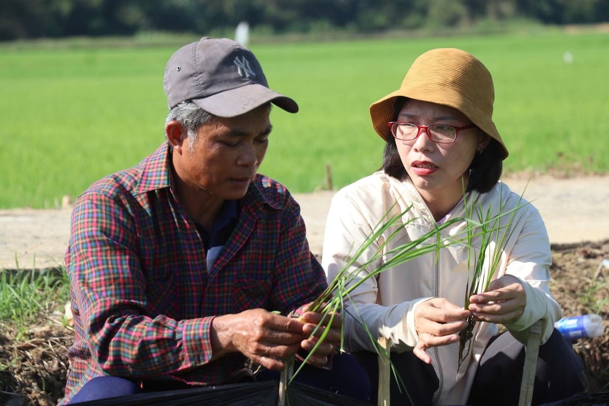 Cán bộ khuyến nông xã Điện Bàn Tây hướng dẫn người kỹ thuật chăm sóc giống lúa mới. Ảnh: Lan Anh.