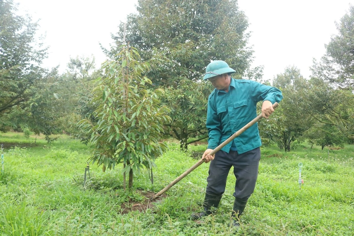 Vườn cây của người dân phát triển xanh tốt nhờ chuyển đổi sang hướng canh tác hữu cơ. Ảnh: V.H. Vườn cây của người dân phát triển xanh tốt nhờ chuyển đổi sang hướng canh tác hữu cơ. Ảnh: V.H.