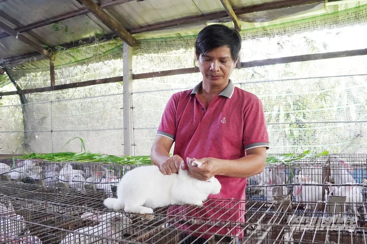 Quy mô ngành chăn nuôi thỏ tại Việt Nam vẫn còn khiêm tốn. Ảnh: Nguyễn Thủy.