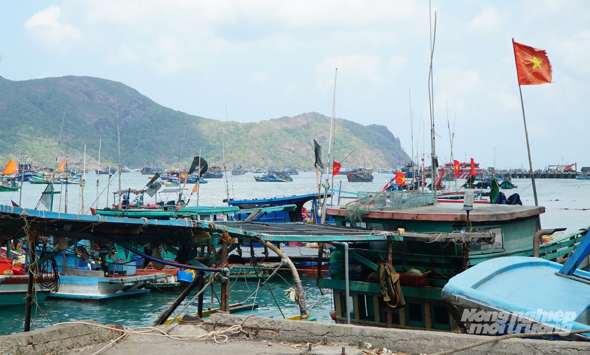 Nhóm tàu cá 'nằm bờ' được tập kết, quản lý tập trung tại các bến bãi ven biển nhằm kiểm soát chặt chẽ, không để phương tiện tự ý ra khơi khi chưa đủ điều kiện pháp lý. Ảnh: Lê Bình.