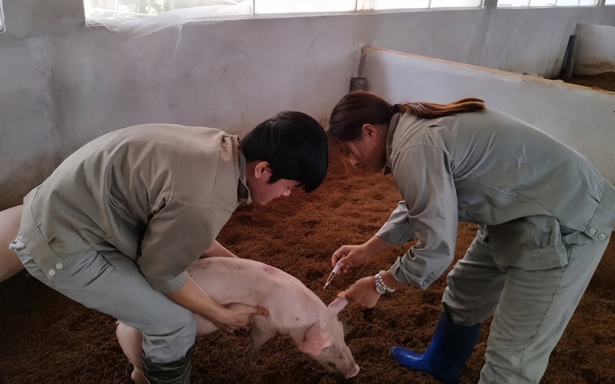 Chị Nguyễn Thị Liễu (phải) hỗ trợ bà con tiêm vaccine cho vật nuôi. Ảnh: Quang Linh.