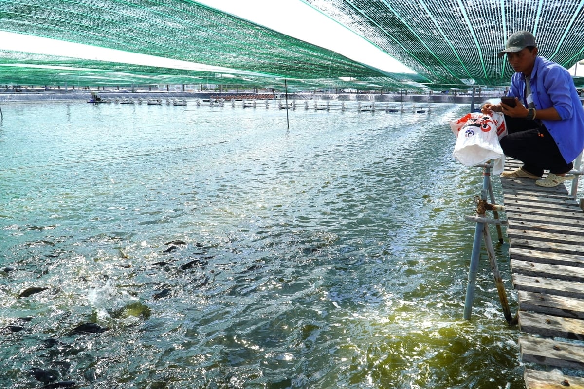 Vùng nuôi cá rô phi của Công ty cổ phần Thủy sản sạch Việt Nam tại xã Liêu Tú (TP. Cần Thơ). Ảnh: Kim Anh.