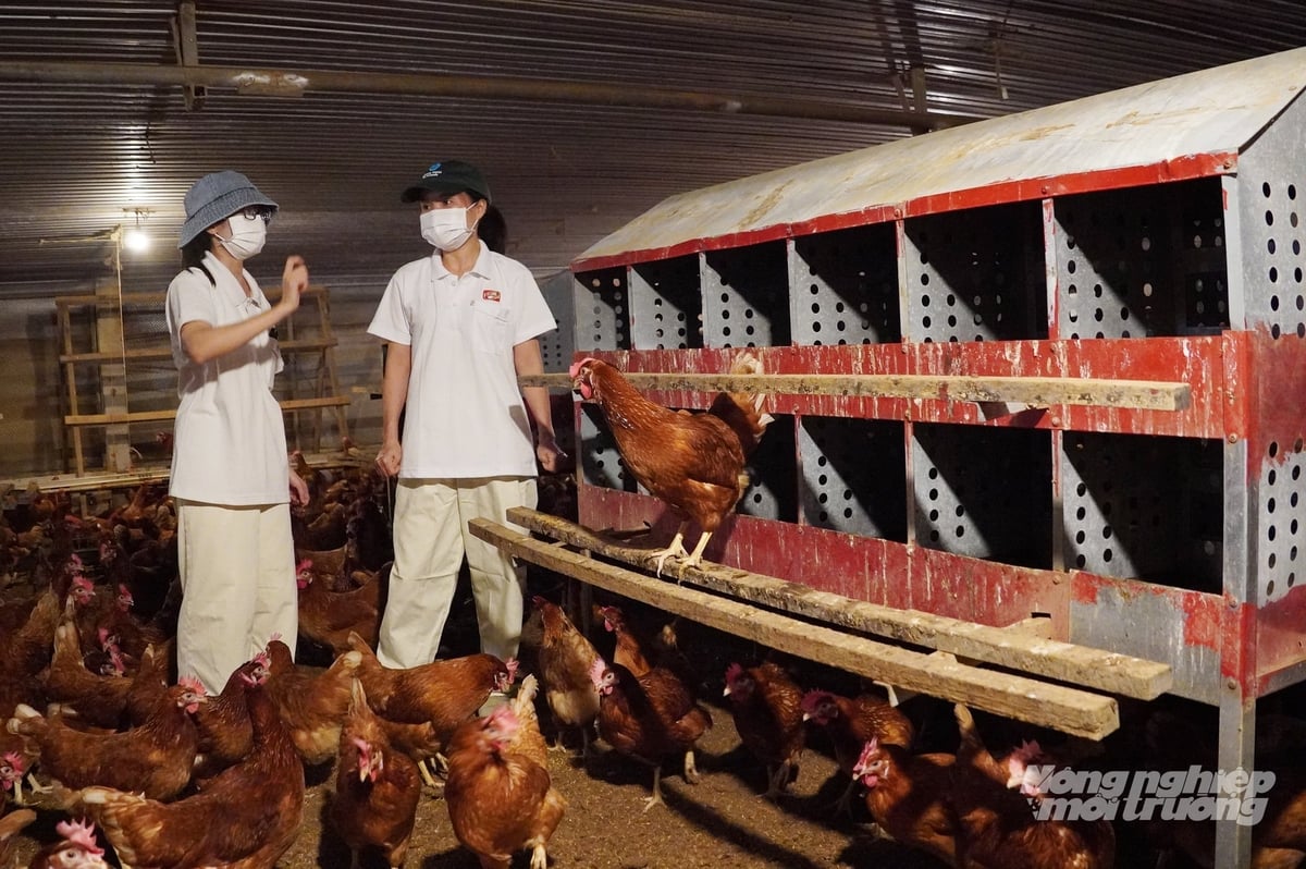 Chăn nuôi đảm bảo phúc lợi động vật là một trong những yêu cầu để nâng cao sức cạnh tranh của ngành chăn nuôi trong giai đoạn tới. Ảnh: Nguyễn Thủy. Chăn nuôi đảm bảo phúc lợi động vật là một trong những yêu cầu để nâng cao sức cạnh tranh của ngành chăn nuôi trong giai đoạn tới. Ảnh: Nguyễn Thủy.