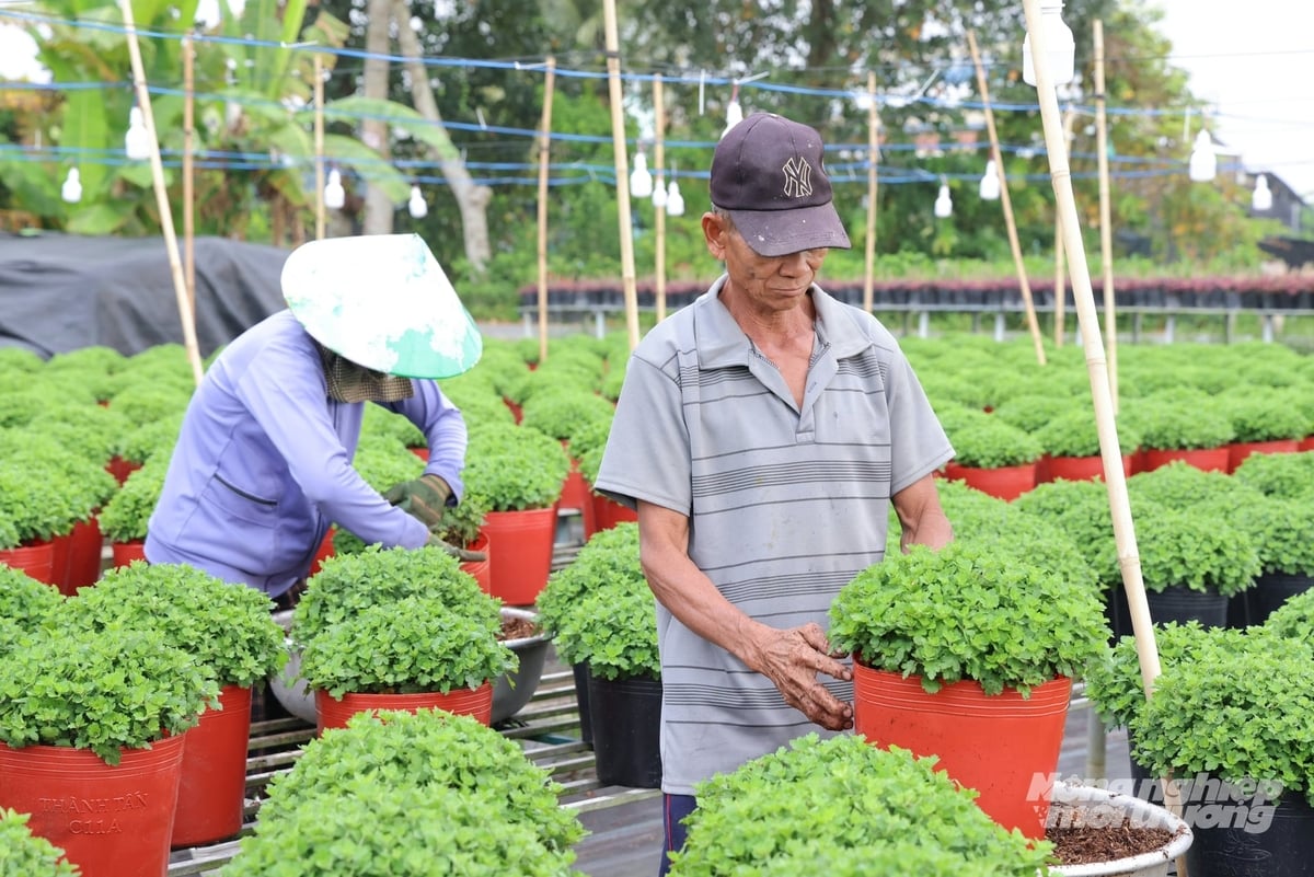 Nông dân Đồng Tháp chăm sóc hoa kiểng. Ảnh: Lê Hoàng Vũ.