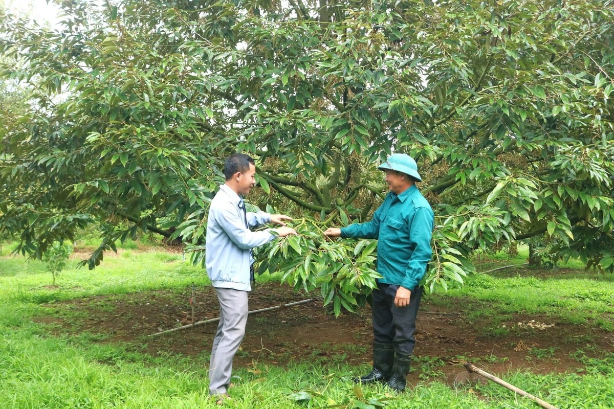 Tiết kiệm được đáng kể chi phí mua phân hóa học, mỗi năm vườn cây ăn quả của gia đình ông Thiếm mang lại lợi nhuận khoảng 800 triệu đồng. Ảnh: L.K.