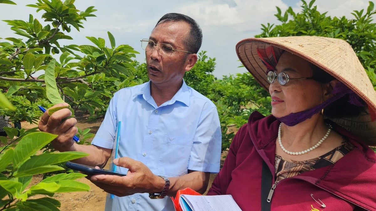 Ông Nguyễn Văn Khoa cùng các học viên lớp đào tạo IPHM thực hành kiểm tra sâu bệnh trên cây na. Ảnh: Nguyễn Thành.