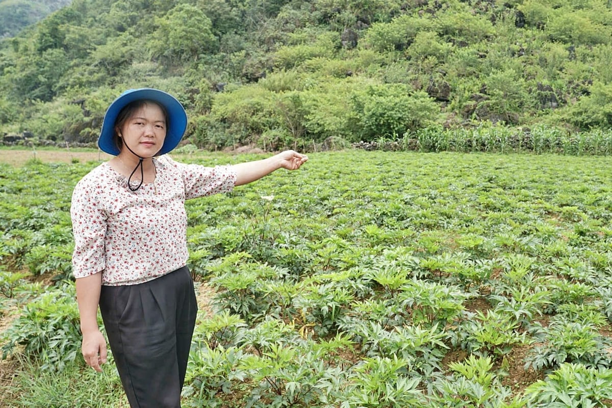 Vùng trồng đương quy của HTX Mý Dao. Ảnh: Đức Bình.