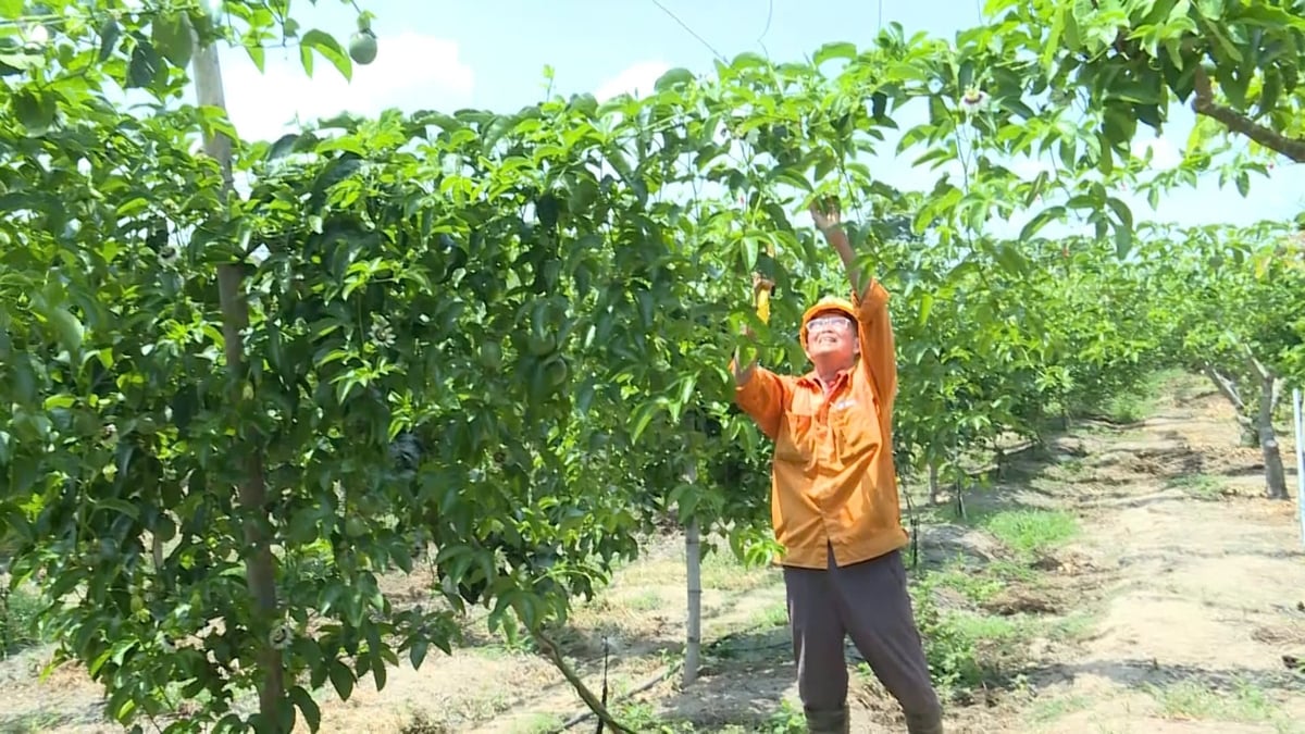 Mô hình trồng chanh dây của ông Dân bước đầu cho hiệu quả tích cực. Ảnh: Tuấn Anh.