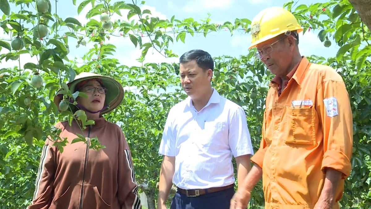 Cây chanh dây đang trở thành hướng đi triển vọng, giúp nâng cao thu nhập cho người dân xã Tơ Tung. Ảnh: Tuấn Anh.
