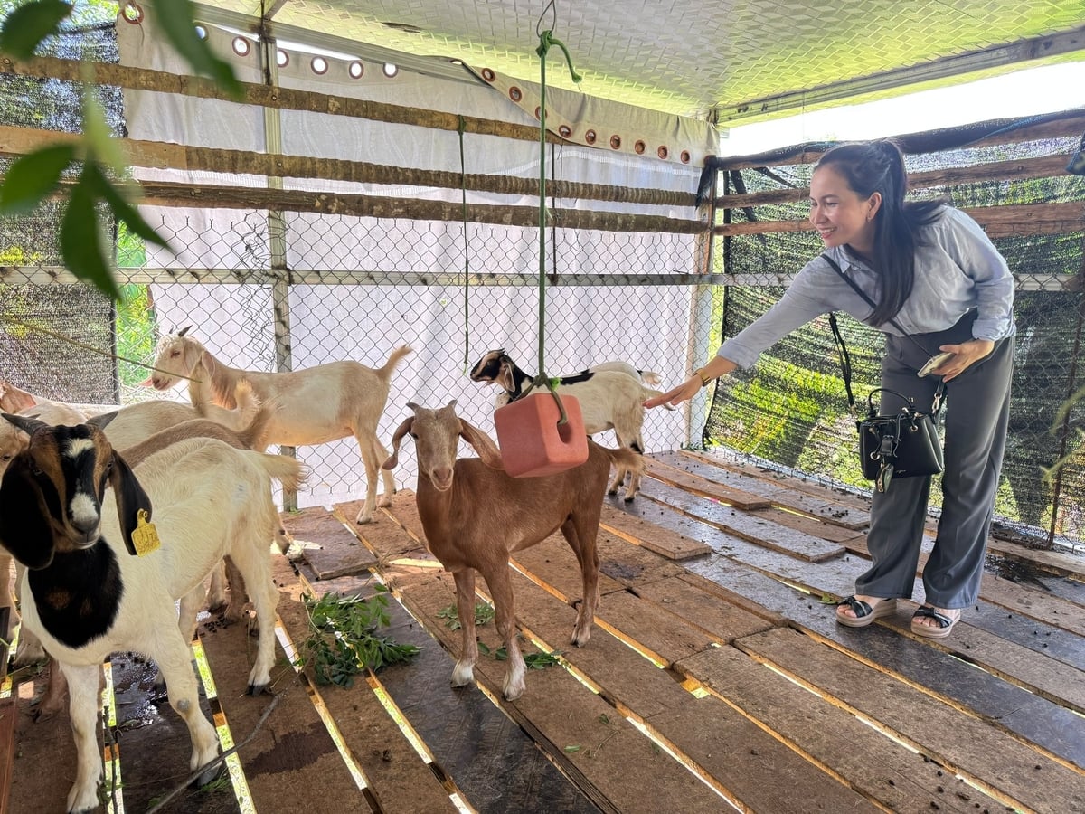 Giống dê Boer được Trung tâm Khuyến nông tỉnh Quảng Ngãi hỗ trợ cho người dân trong năm 2026 đang sinh trưởng tốt. Ảnh: L.K.