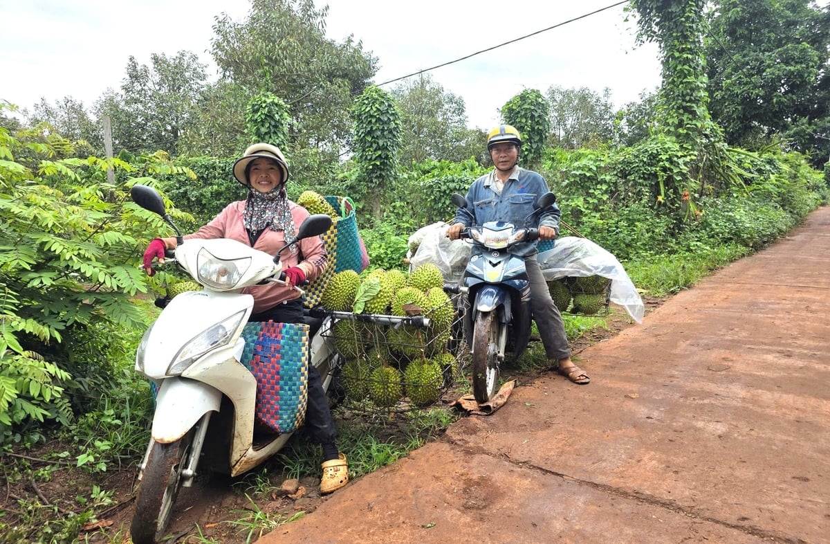 Sau khi gõ và thu mua sầu riêng, chị Hoàng Tố Hiền vận chuyển đến cho các thương lái. Ảnh: Tuấn Anh.