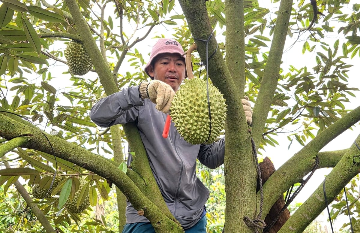 Chỉ cần dùng cán dao, anh Xuân Anh có thể nhận biết được sầu riêng đủ độ chín hay chưa. Ảnh: Tuấn Anh.