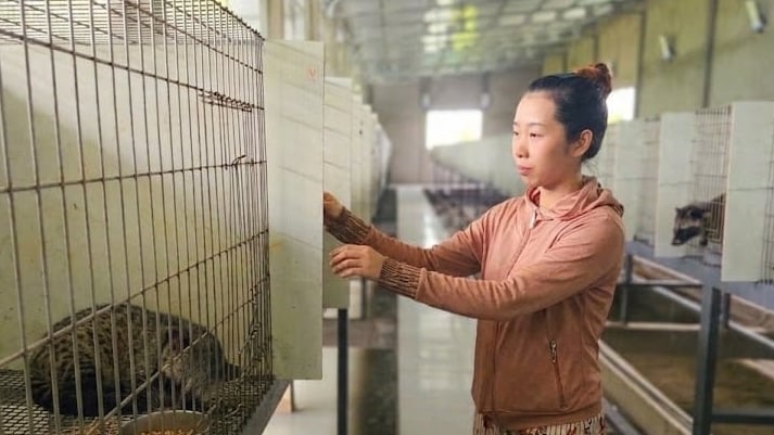 Chị Huỳnh Thị Hồng Trang chăm sóc đàn chồn hương của gia đình. Ảnh: Văn Vũ.