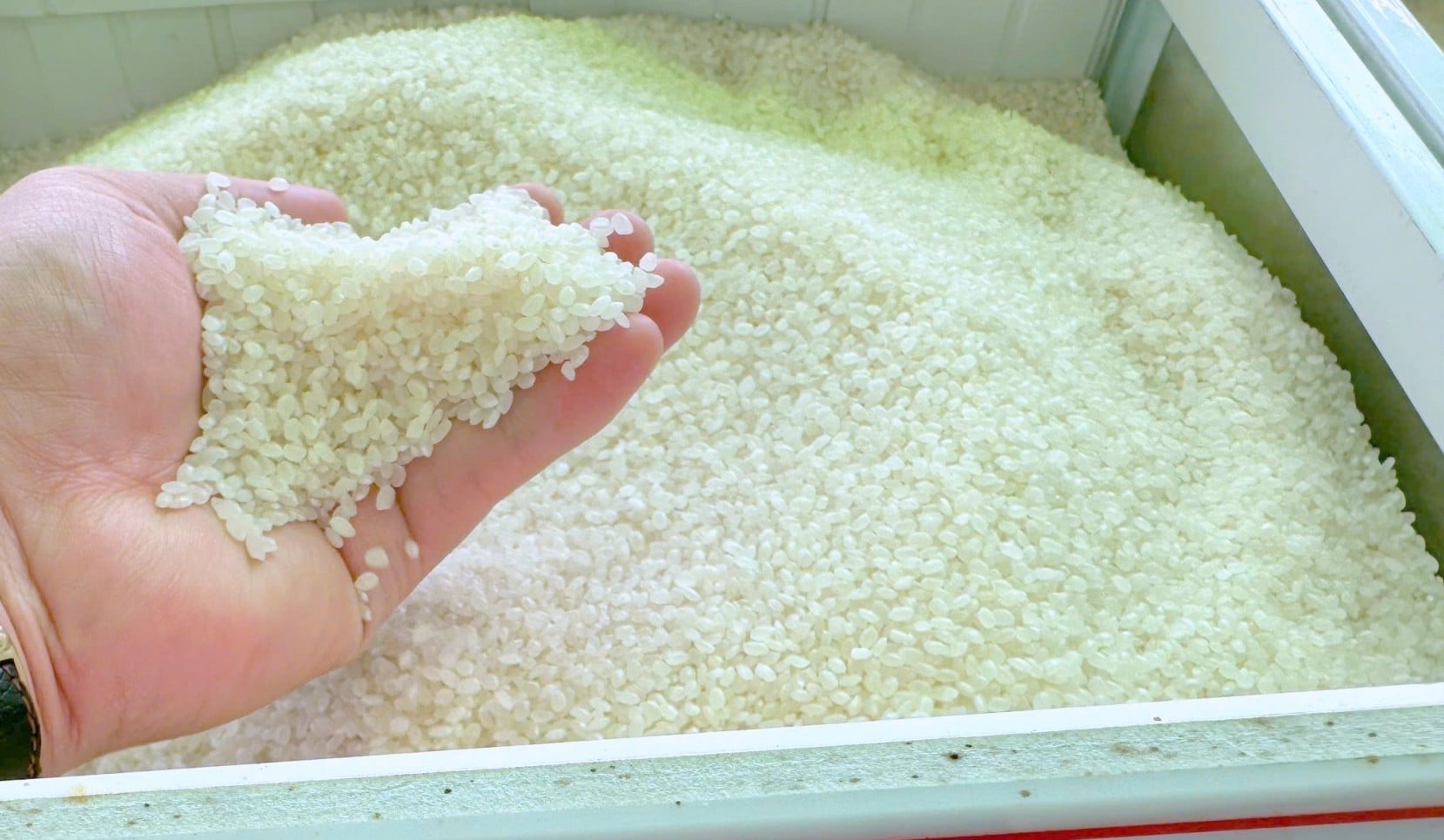 Cập nhật giá lúa gạo hôm nay 30/8/2026 mới nhất