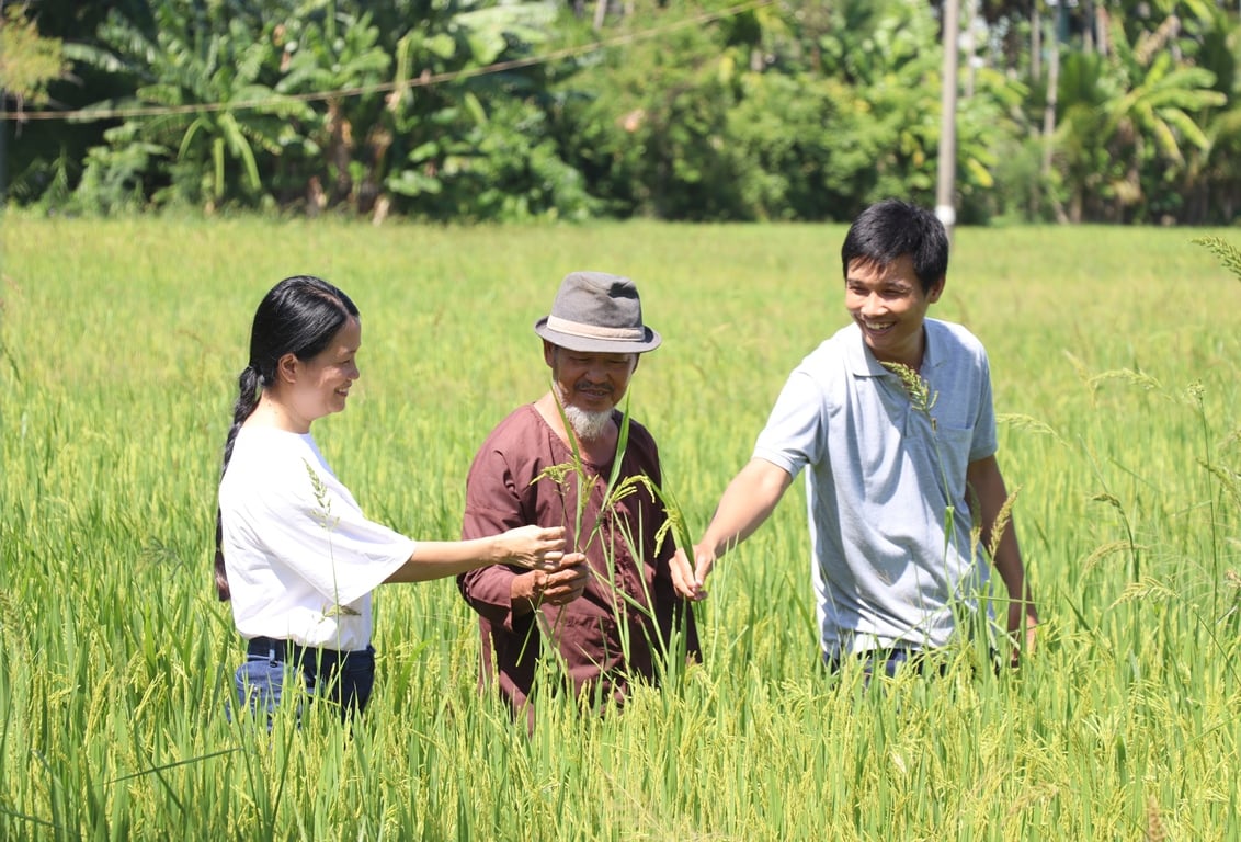 Niềm vui rạng ngời của những người tiên phong 'trả đất về với tự nhiên' trên cánh đồng lúa hữu cơ, giảm phát thải Hội An. Ảnh: Lan Anh.