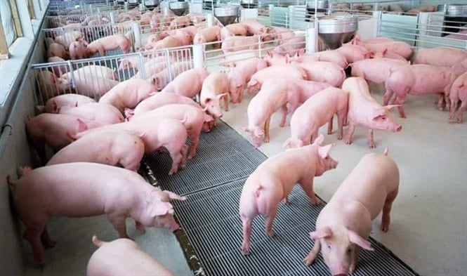 Tháo gỡ điểm nghẽn thủ tục hành chính giúp bà con tiết kiệm chi phí và phát triển chăn nuôi bền vững. Ảnh: Nguyễn Trường.