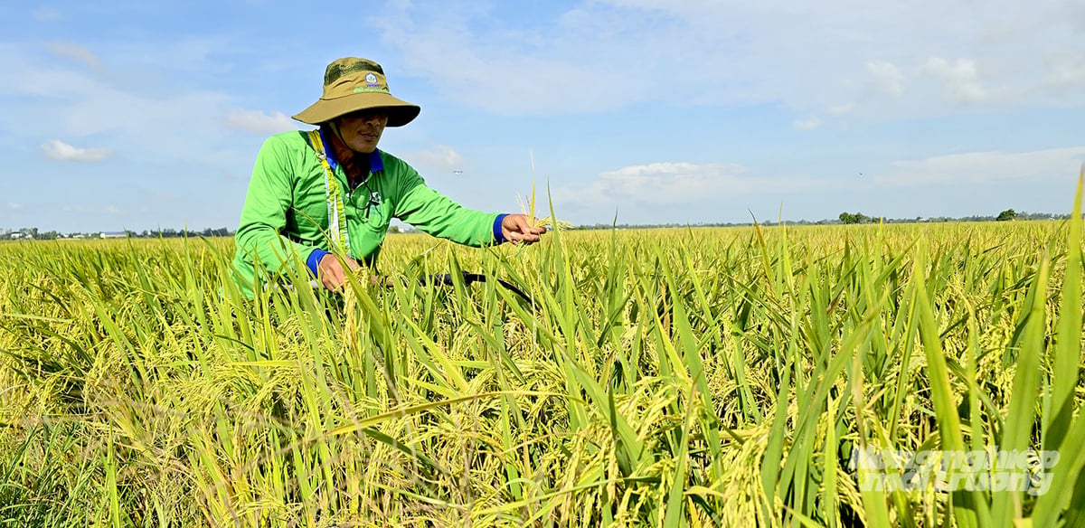 Vụ hè thu năm nay mưa gió thất thường, áp lực lem lép hạt, vàng lá và đạo ôn cổ bông tăng cao, buộc nông dân phải theo dõi ruộng sát hơn. Ảnh: Minh Sáng.