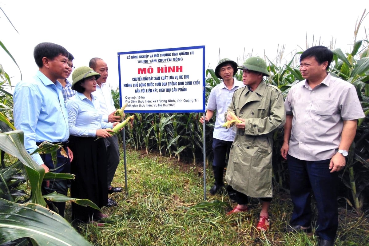  Ông Lê Văn Bảo (mặc áo mưa), Phó Chủ tịch UBND tỉnh Quảng Trị cho rằng, trồng ngô sinh khối giải quyết được nhiều nút thắt trong sản xuất nông nghiệp hiện nay tại tỉnh Quảng Trị. Ảnh: Đơn vị cung cấp.