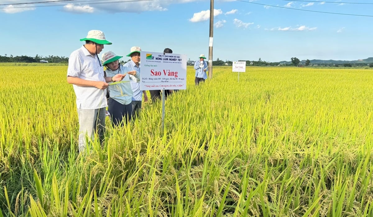 Giống lúa Sao Vàng cho thấy khả năng thích ứng tốt trong vụ hè thu 2026 tại Quảng Ngãi. Ảnh: L.K.