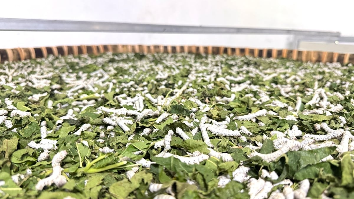 Tằm từ khi lấy giống đến khi thu hoạch mất khoảng 16 - 18 ngày nên mỗi năm có thể nuôi được từ 13 - 15 lứa. Ảnh: Lê Khánh.