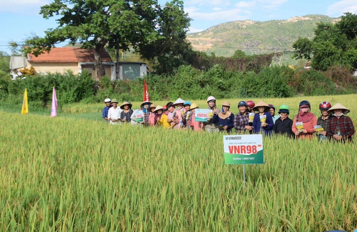Nông dân thôn Cảnh An (xã Tuy Phước Tây, Gia Lai) và các HTX bạn tham quan mô hinh trình diễn giống lúa VNR98. Ảnh: V.Đ.T. Nông dân thôn Cảnh An (xã Tuy Phước Tây, Gia Lai) và các HTX bạn tham quan mô hinh trình diễn giống lúa VNR98. Ảnh: V.Đ.T.