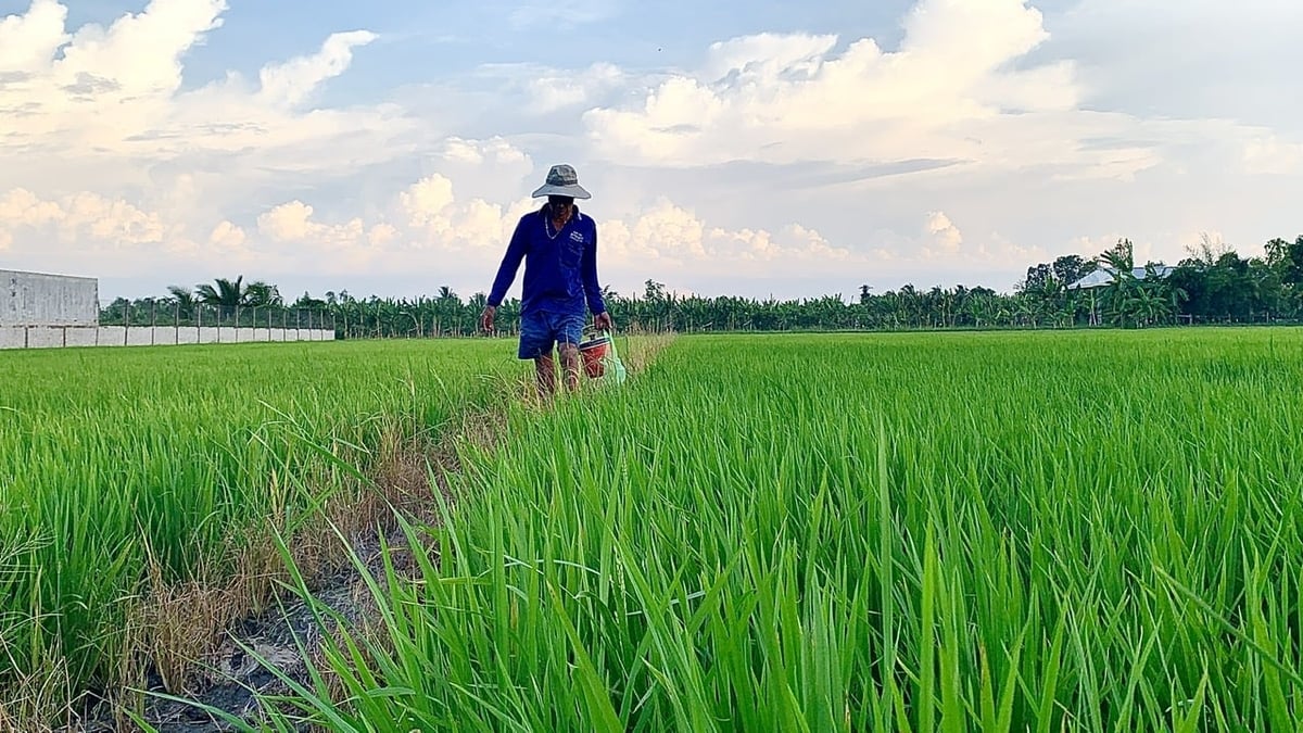 Nông dân đang thăm đồng để theo sâu bệnh trên cánh đồng lúa tham gia Đề án 1 triệu ha lúa chất lượng cao. Ảnh: Hồ Thảo. Nông dân đang thăm đồng để theo sâu bệnh trên cánh đồng lúa tham gia Đề án 1 triệu ha lúa chất lượng cao. Ảnh: Hồ Thảo.