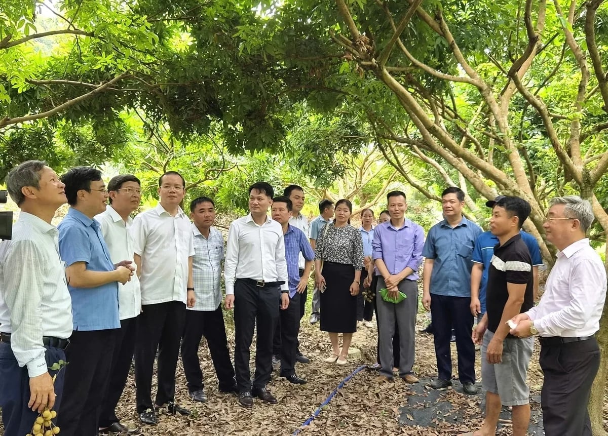 Lãnh đạo Cục Trồng trọt và Bảo vệ Thực vật và các đơn vị tham quan, khảo sát vùng trồng nhãn tại xã Thái Bình. Ảnh: Đào Thanh.