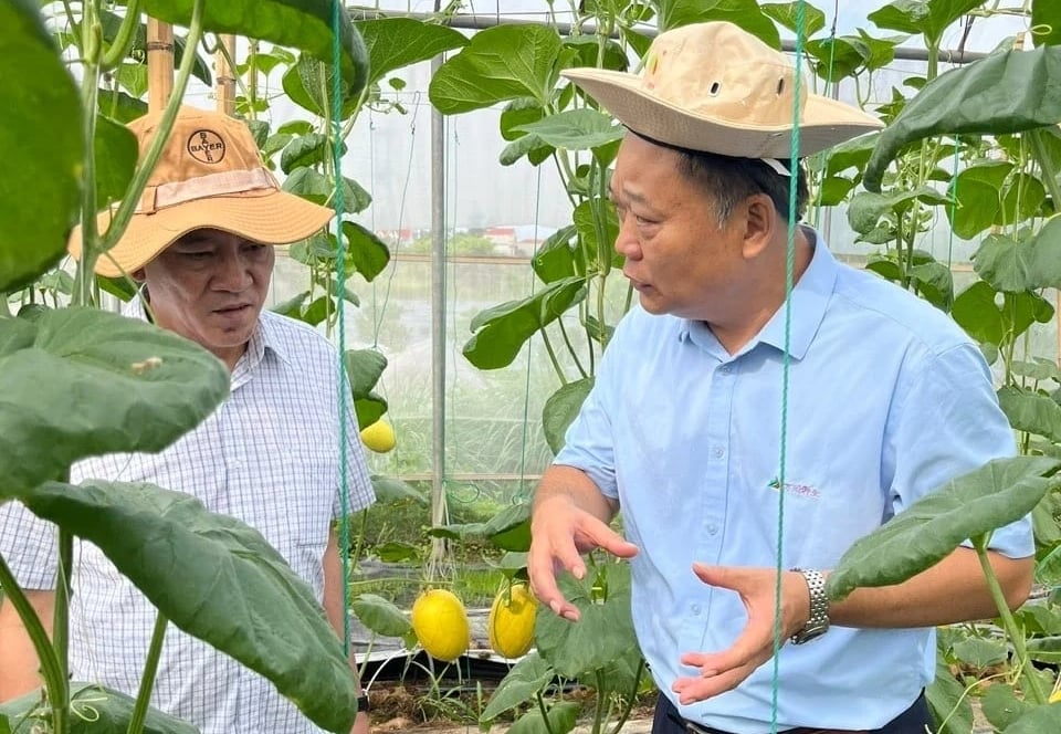 Đại diện Công ty TNHH Giống cây trồng Vạn Xuyên (tỉnh Quảng Tây, Trung Quốc) tham quan, đánh giá thực tế về chọn giống và phòng trừ dịch hại tổng hợp cho cây trồng của đối tác Việt Nam. Ảnh: HT. Đại diện Công ty TNHH Giống cây trồng Vạn Xuyên (tỉnh Quảng Tây, Trung Quốc) tham quan, đánh giá thực tế về chọn giống và phòng trừ dịch hại tổng hợp cho cây trồng của đối tác Việt Nam. Ảnh: HT.
