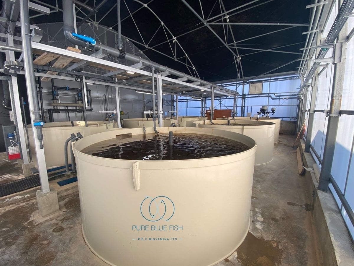 Tại Binyamina, Israel, Pure Blue Fish đang ứng dụng hệ thống nuôi tuần hoàn RAS khép kín với công nghệ không xả nước ra môi trường. Ảnh: Pure Blue Fish.