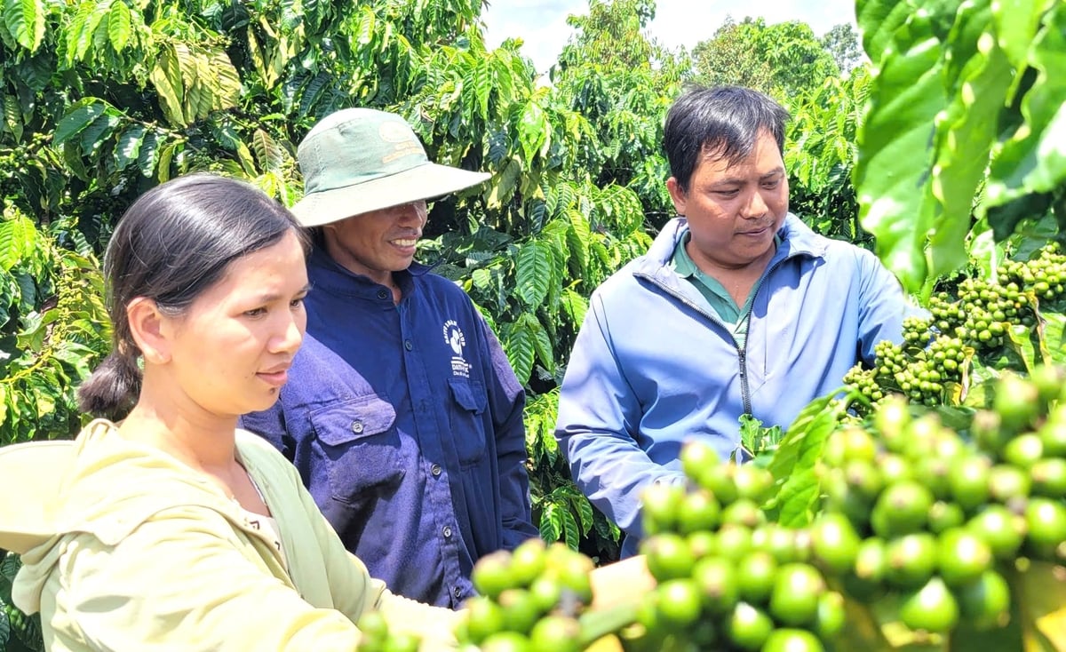 Gia Lai có diện tích hơn 100.000 ha cà phê, việc cấp mã số vùng trồng đang trở thành nhiệm vụ quan trọng để giúp ngành hàng xuất khẩu bền vững. Ảnh: Tuấn Anh.