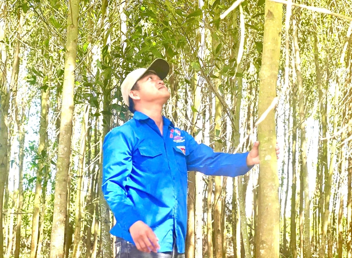 Anh Thắng bên vườn keo sắp cho thu hoạch. Ảnh: Tuấn Anh.
