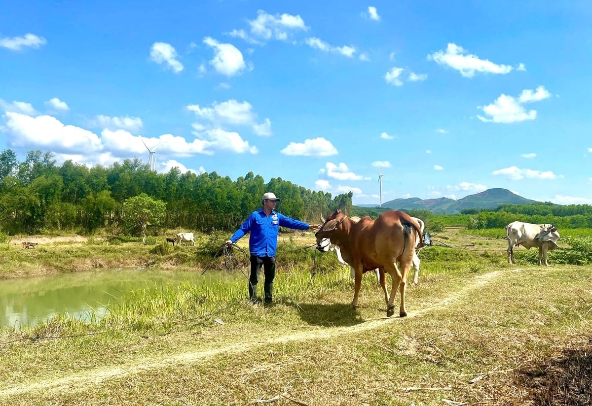 Kết hợp chăn nuôi và trồng trọt giúp gia đình anh Thắng phát triển kinh tế bền vững. Ảnh: Tuấn Anh.