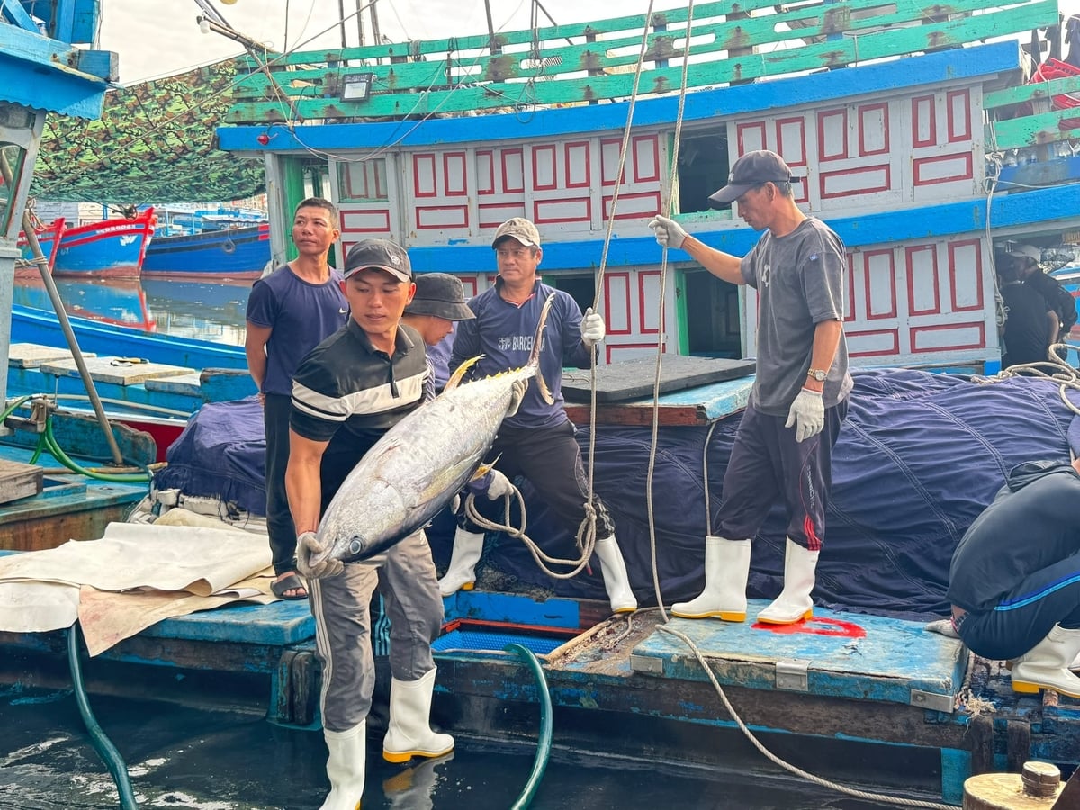 Tổng sản lượng hải sản bốc dỡ qua cảng ở tỉnh Quảng Ngãi từ đầu năm đế nay đạt hơn 21.071 tấn. Ảnh: L.K. Tổng sản lượng hải sản bốc dỡ qua cảng ở tỉnh Quảng Ngãi từ đầu năm đế nay đạt hơn 21.071 tấn. Ảnh: L.K.
