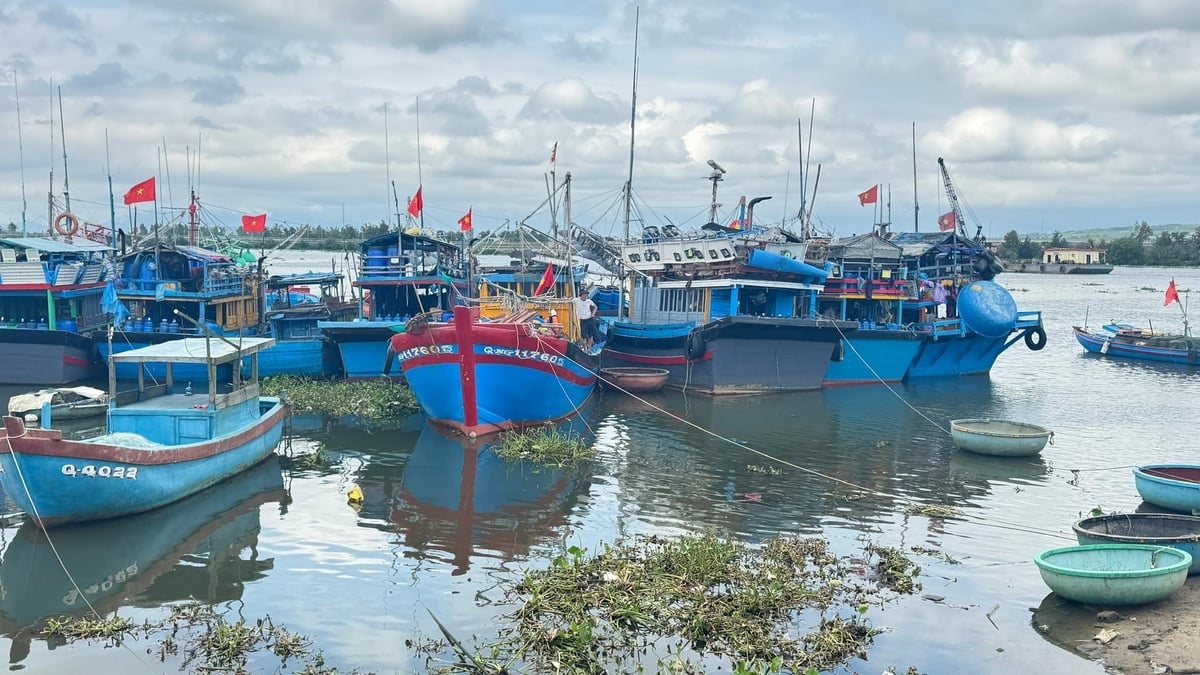 Tỉnh Quảng Ngãi hiện có 4.699/4.863 tàu cá được cấp giấy phép khai thác thủy sản, đạt tỷ lệ 97%. Ảnh: L.K. Tỉnh Quảng Ngãi hiện có 4.699/4.863 tàu cá được cấp giấy phép khai thác thủy sản, đạt tỷ lệ 97%. Ảnh: L.K.