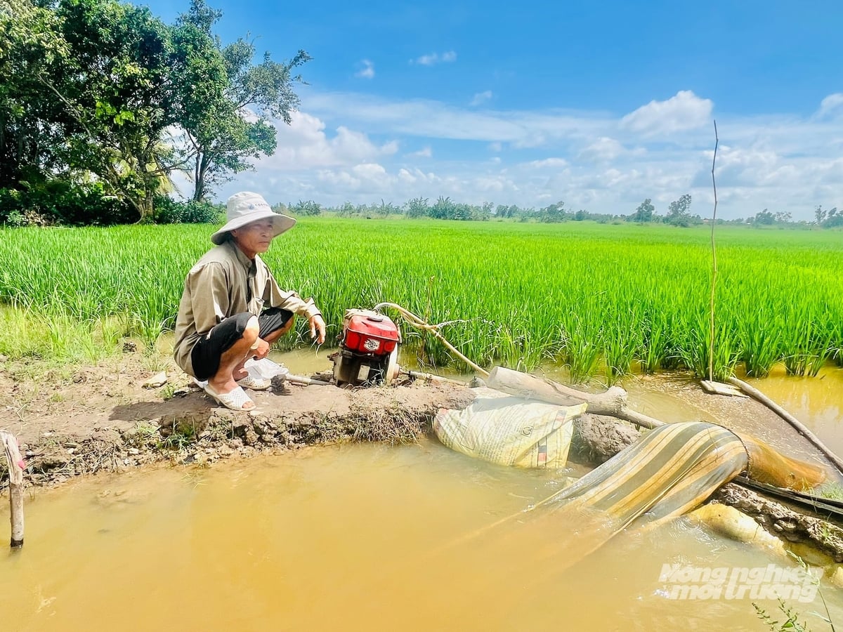 Tưới ngập - khô xen kẽ giúp giảm số lần bơm nước. Ảnh: Trọng Linh. Tưới ngập - khô xen kẽ giúp giảm số lần bơm nước. Ảnh: Trọng Linh.