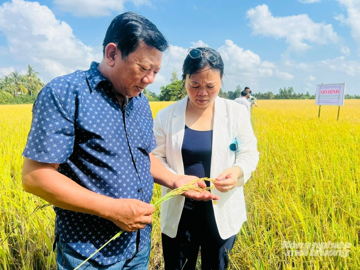 Ông Trần Văn Ngỗ, Chủ tịch HĐQT kiêm Giám đốc HTX Dịch vụ nông nghiệp Thanh Sơn bên cánh đồng lúa của HTX. Ảnh: Trọng Linh. Ông Trần Văn Ngỗ, Chủ tịch HĐQT kiêm Giám đốc HTX Dịch vụ nông nghiệp Thanh Sơn bên cánh đồng lúa của HTX. Ảnh: Trọng Linh.