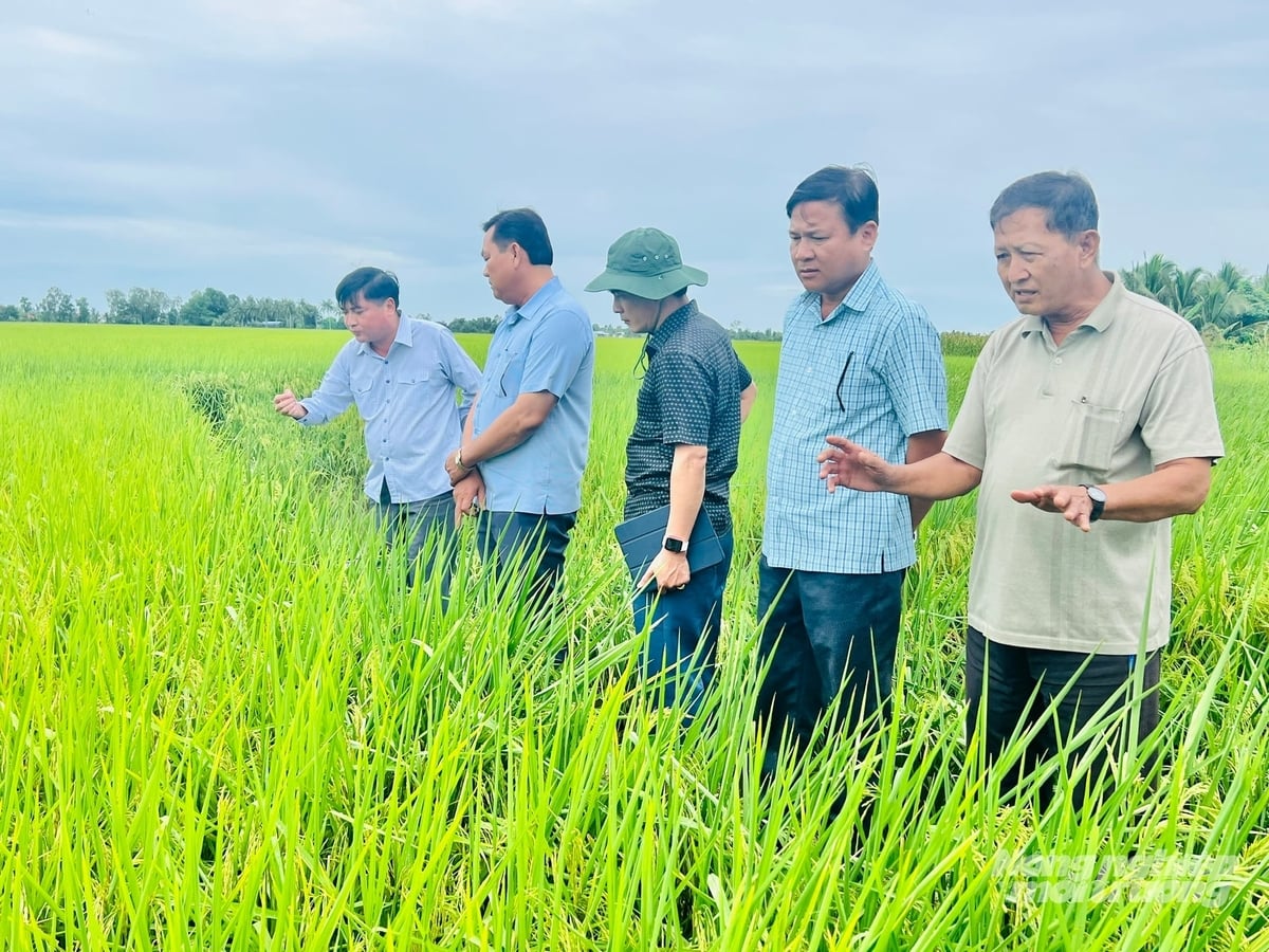 Cà Mau thực hiện Đề án phát triển bền vững 1 triệu ha lúa chất lượng cao, phát thải thấp với diện tịch 5.000ha tại 20 xã, phường trong vụ lúa hè thu năm 2026. Ảnh: Trọng Linh. Cà Mau thực hiện Đề án phát triển bền vững 1 triệu ha lúa chất lượng cao, phát thải thấp với diện tịch 5.000ha tại 20 xã, phường trong vụ lúa hè thu năm 2026. Ảnh: Trọng Linh.