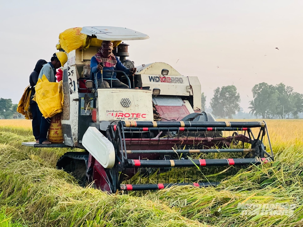 Đề án 1 triệu ha lúa là bước cụ thể hóa mục tiêu chuyển đổi phương thức sản xuất lúa. Ảnh: Trọng Linh. Đề án 1 triệu ha lúa là bước cụ thể hóa mục tiêu chuyển đổi phương thức sản xuất lúa. Ảnh: Trọng Linh.