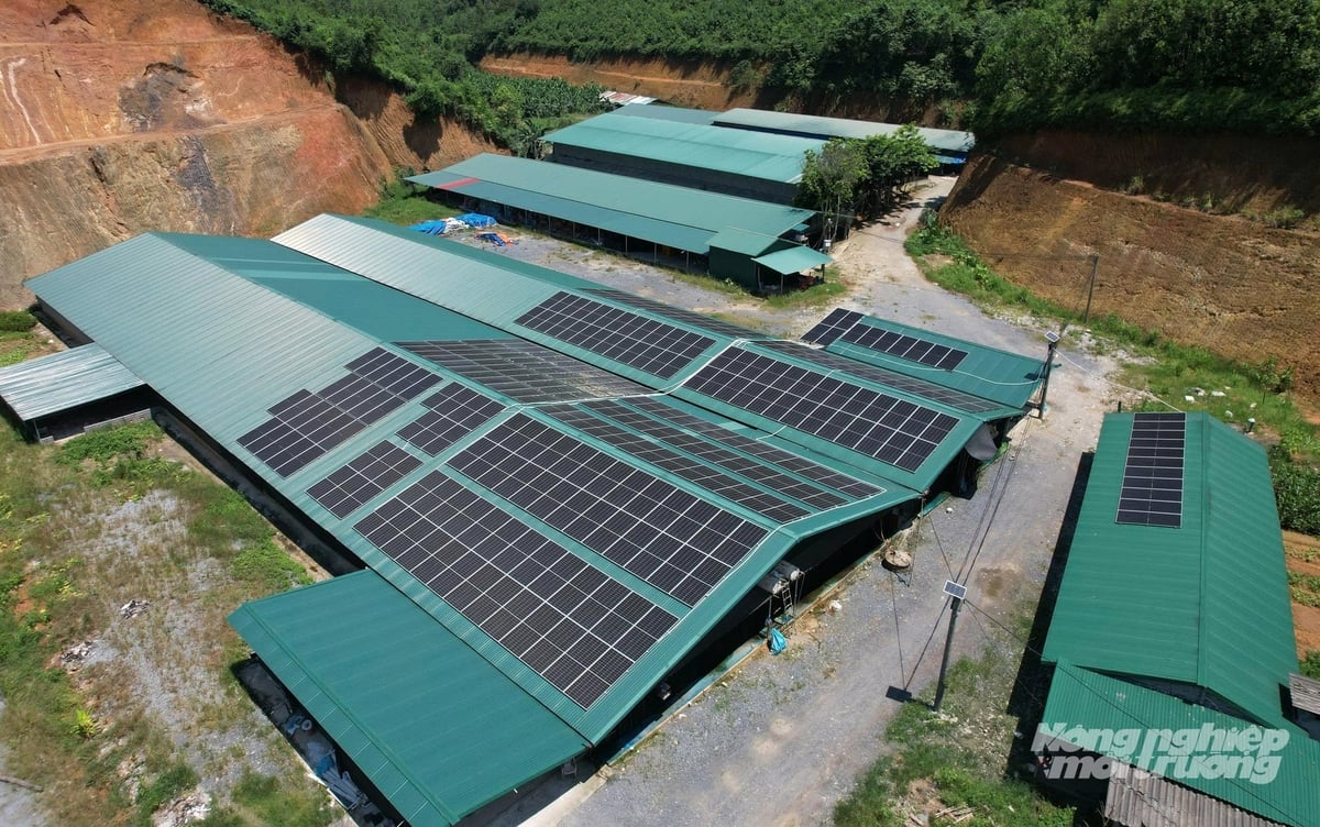 Để giảm chi phí vận hành, trang trại còn đầu tư hệ thống điện năng lượng mặt trời giảm chi phí trong chăn nuôi. Ảnh: Thanh Tiến.