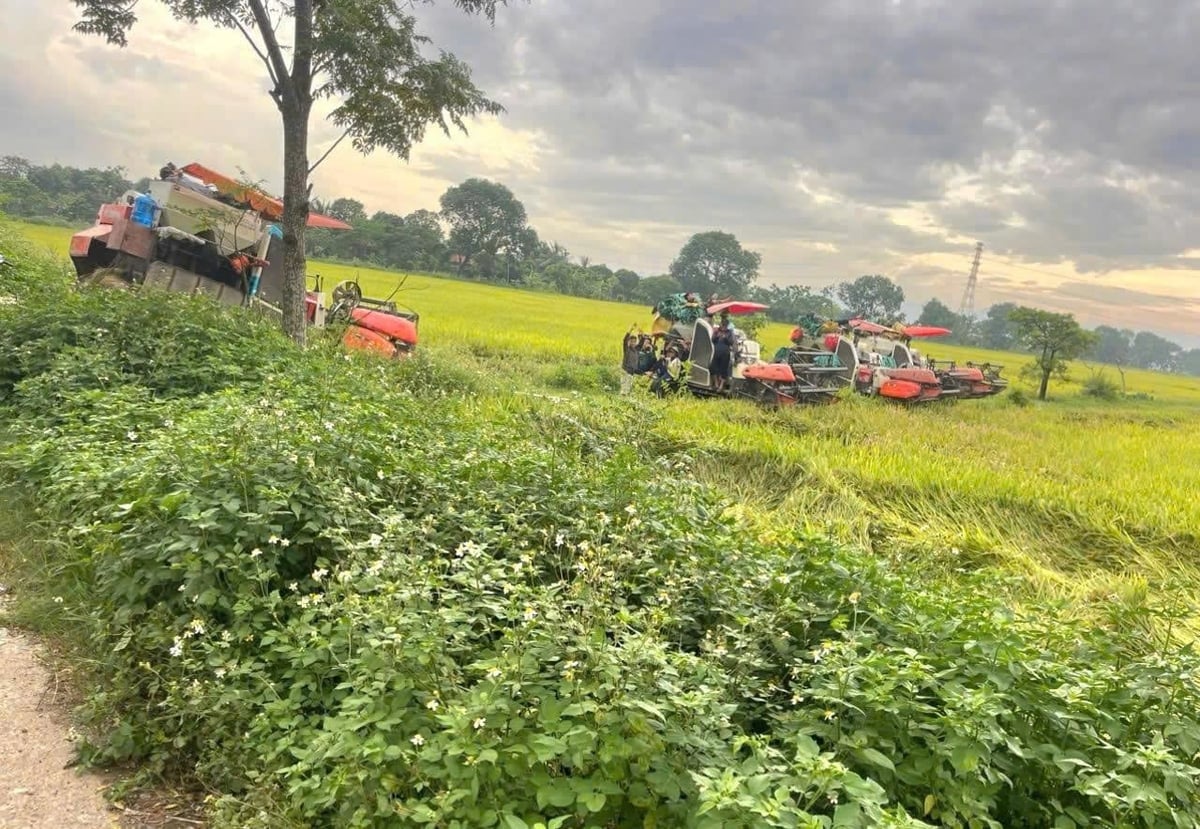 Để canh tác cánh đồng lớn, các đại điền phải đầu tư hàng chục tỷ đồng mua máy móc, thiết bị nông nghiệp. Ảnh: Tùng Đinh. Để canh tác cánh đồng lớn, các đại điền phải đầu tư hàng chục tỷ đồng mua máy móc, thiết bị nông nghiệp. Ảnh: Tùng Đinh.