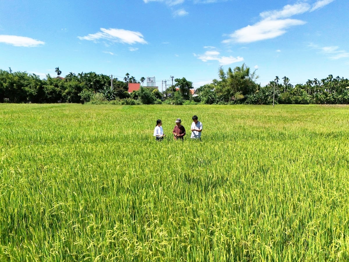 Đến nay, cánh đồng lúa hữu cơ, giảm phát thải đã phủ xanh gần 5ha, mang lại hiệu quả đa tầng cho nông dân. Ảnh: Lan Anh.