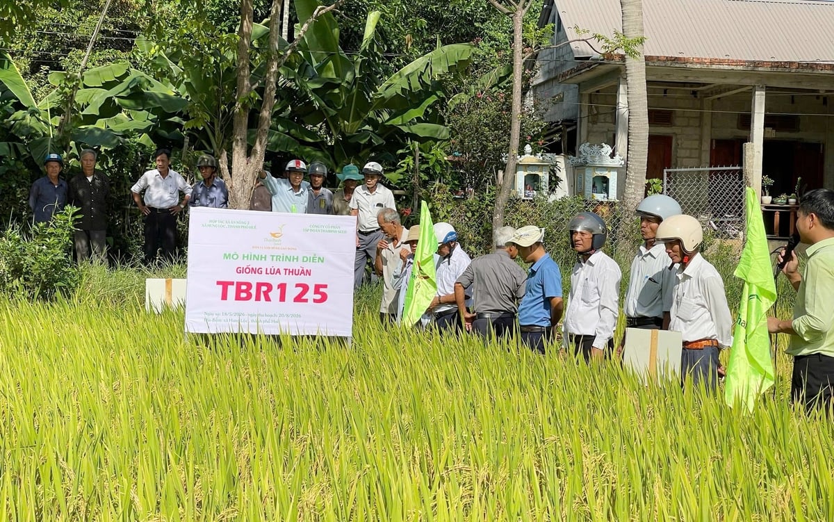 Giống lúa TBR125 được HTX nông nghiệp An Nông 2 đánh giá cao. Ảnh: Văn Dinh.