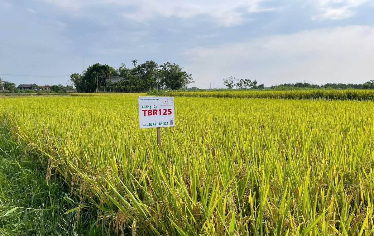 Giống lúa TBR125 được trình diễn trên diện tích 0,5ha tại HTX nông nghiệp An Nông 2. Ảnh: Văn Dinh.